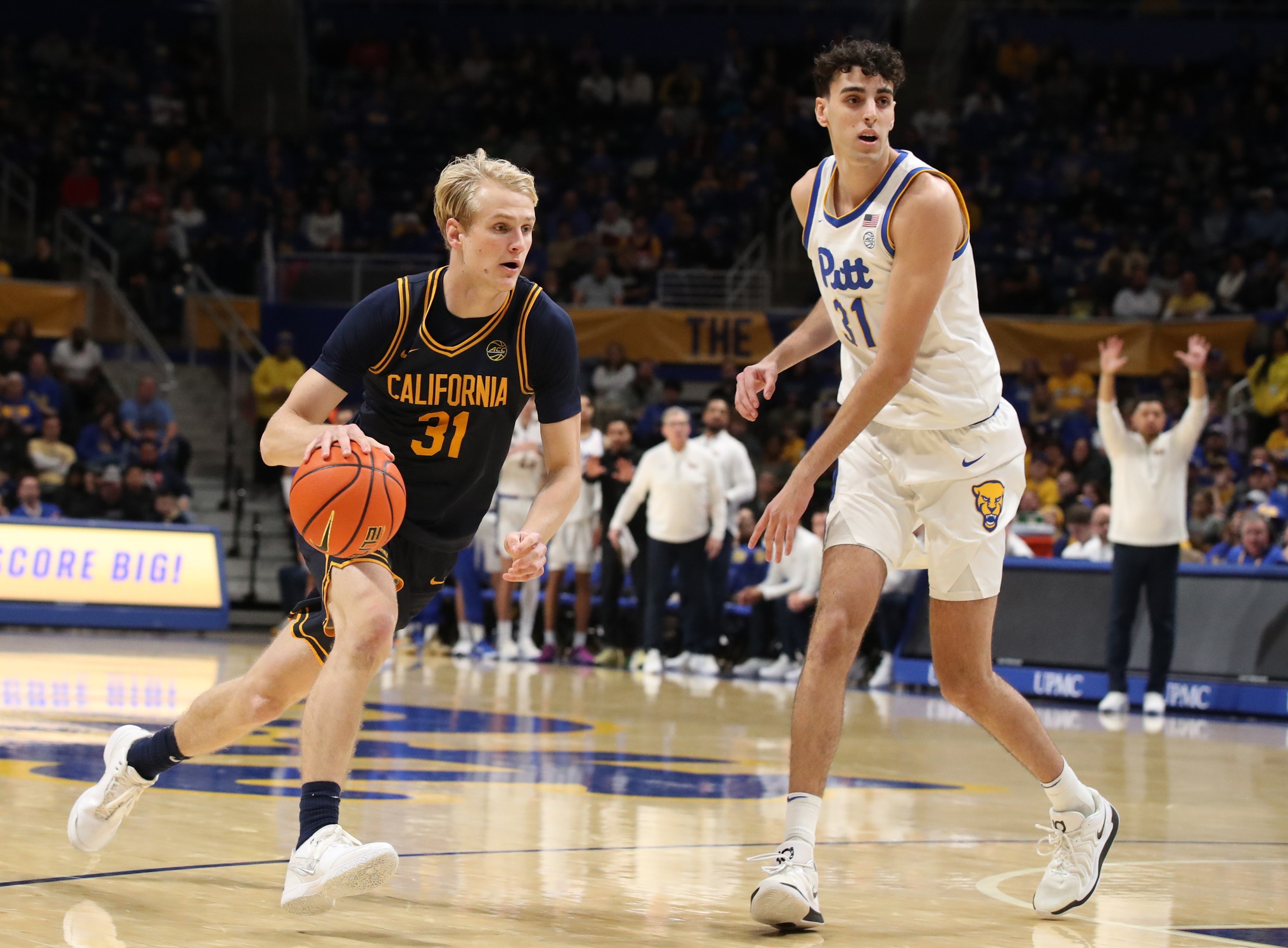 college basketball picks Rytis Petraitis California Golden Bears predictions best bet odds